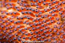 [:b:]New Life[:/b:] by Francesco Pacienza 